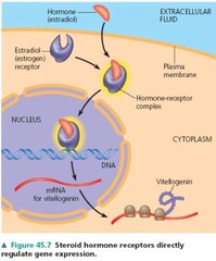 How do steroid hormones work on cells